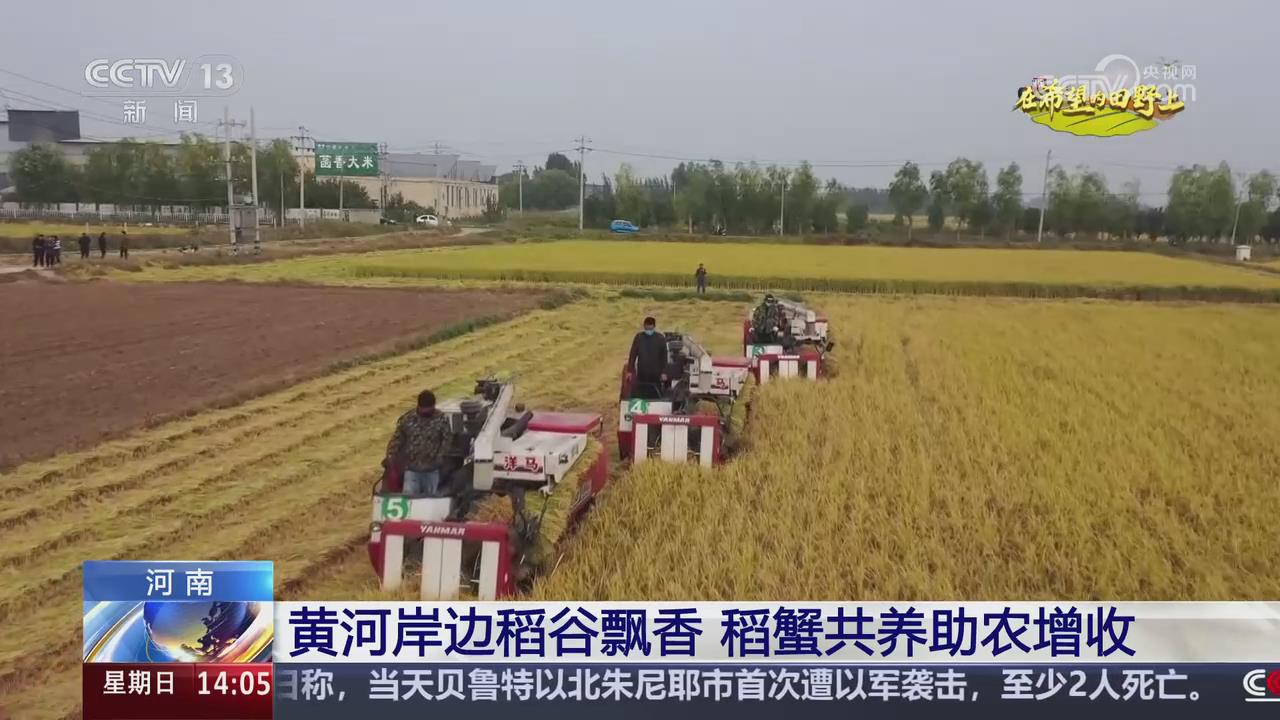 【央视关注河南】黄河岸边稻谷飘香 稻蟹共养助农增收
