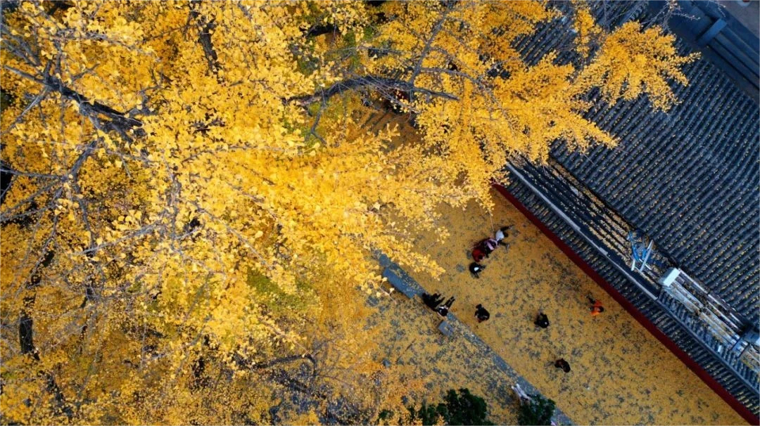 秋色正浓，银杏绘丹青