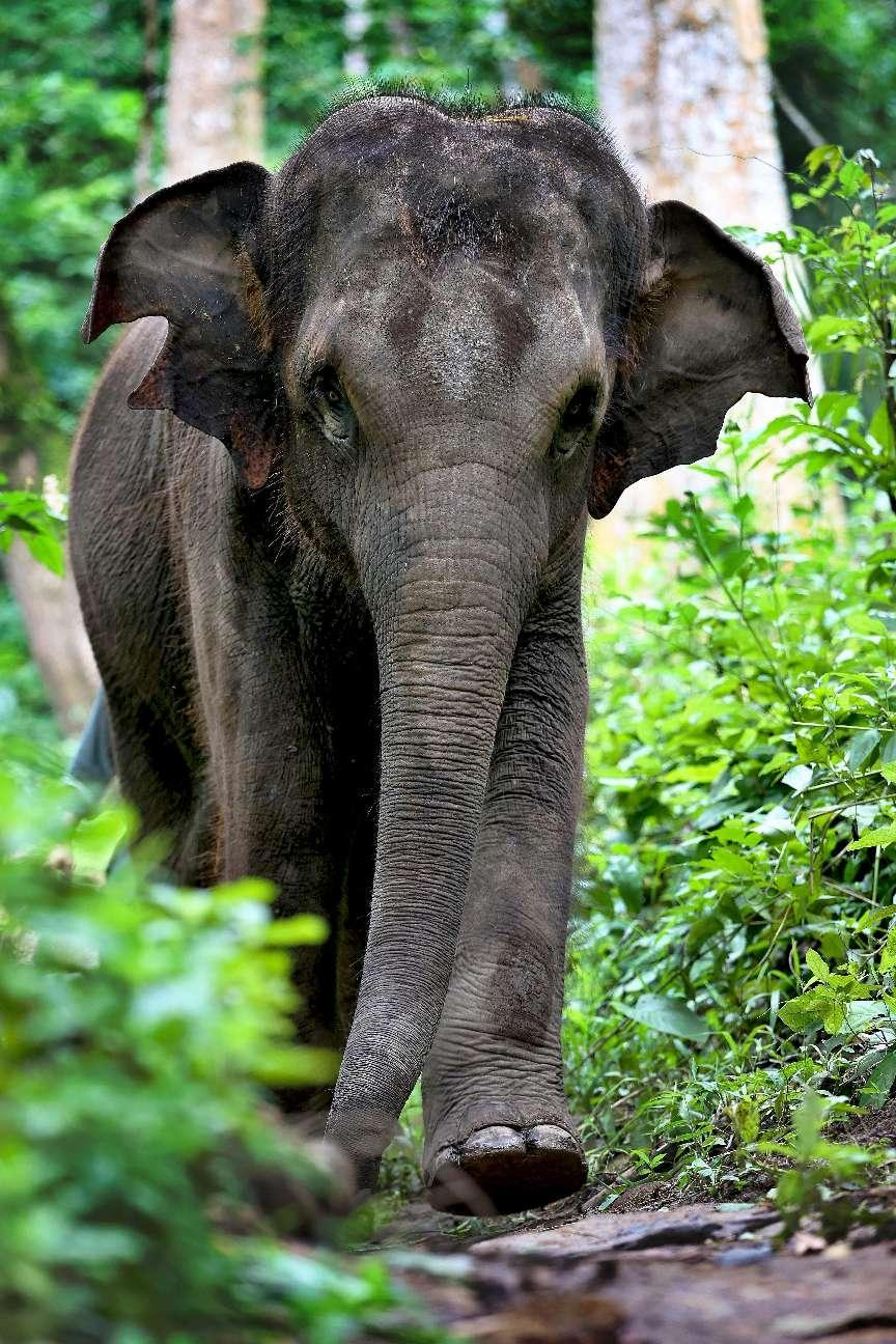 感受中国对野生动物保护的智慧也让更多人关注到亚洲象这一物种温暖了
