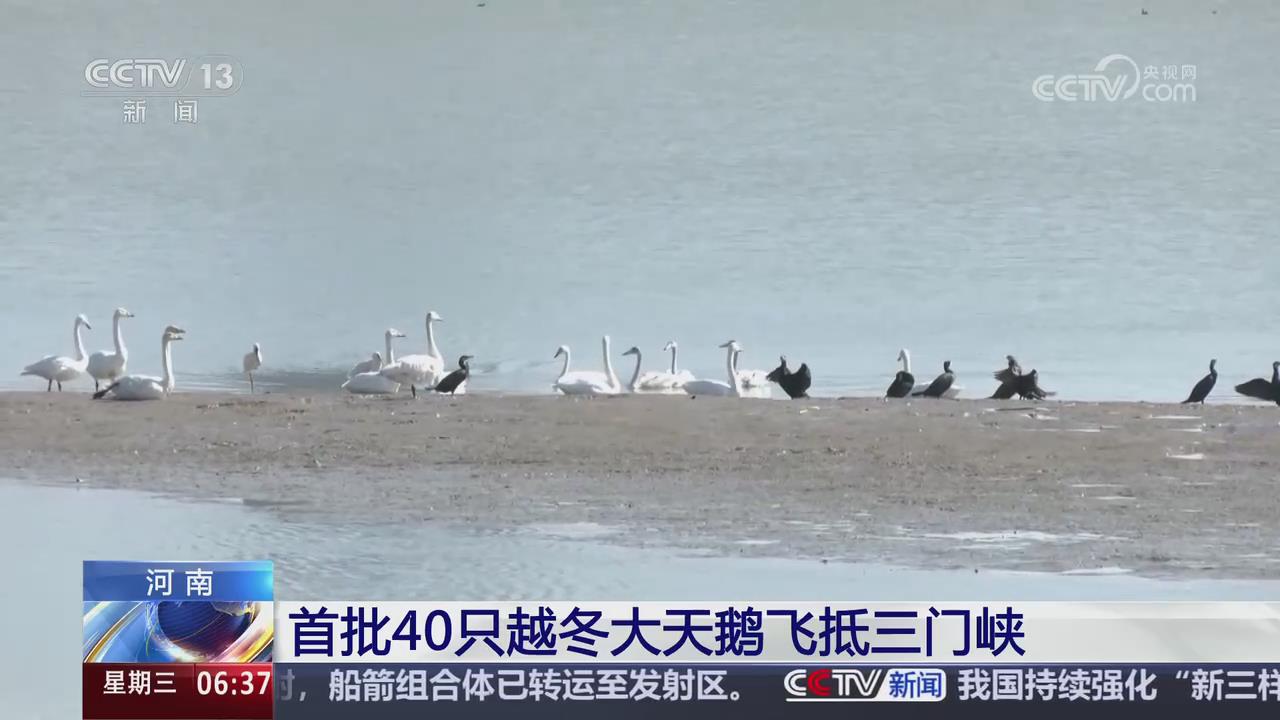【央视关注河南三门峡】首批40只大天鹅飞抵越冬