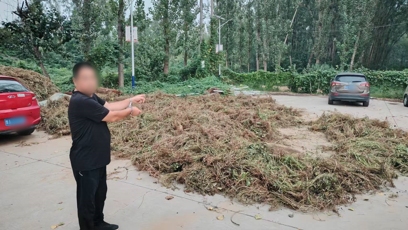 郑州惠济警方破获滥伐林木案，6人被抓获