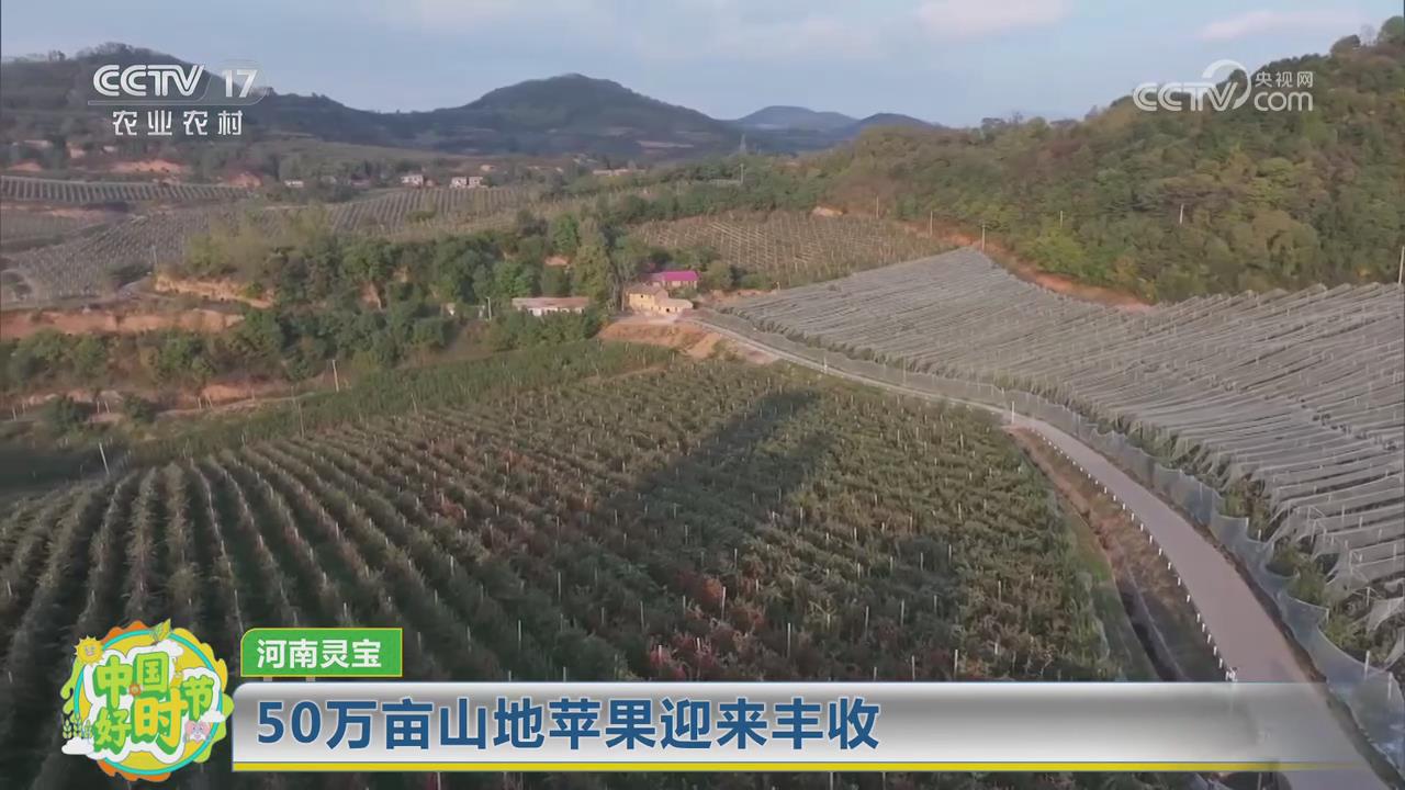 【央視關注河南靈寶】50萬畝山地蘋果迎來豐收