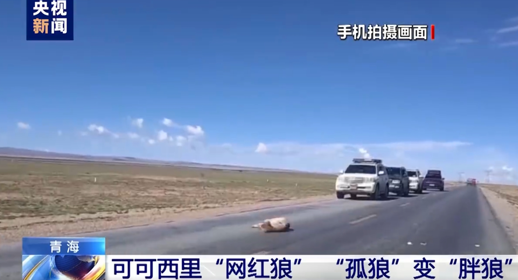 可可西里网红狼被游客喂成胖球_可可西里网红狼被游客喂成胖球_可可西里网红狼被游客喂成胖球