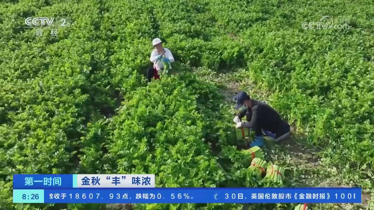 【央視關注河南滑縣】2萬余畝芹菜迎收獲