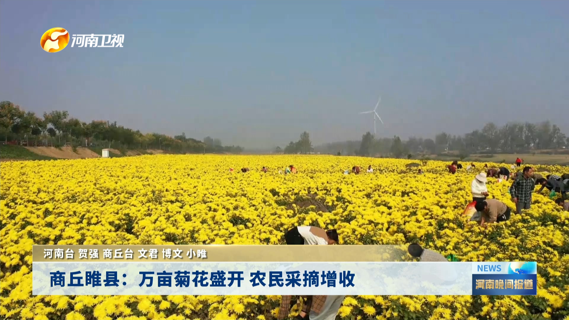 商丘睢县：万亩菊花盛开 农民采摘增收
