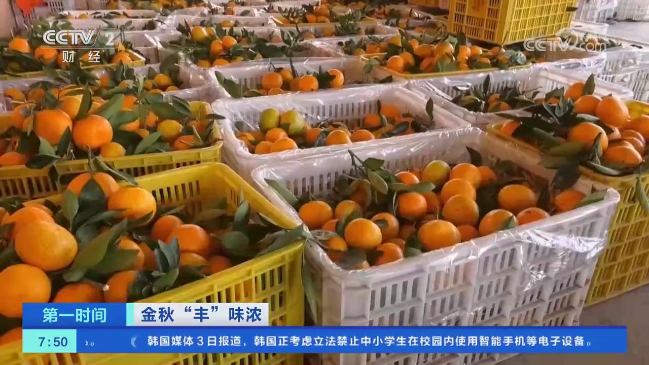 【央視關(guān)注河南淅川】3萬畝柑橘進(jìn)入采摘期