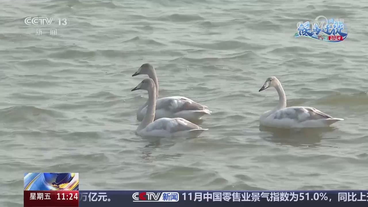 【央視關注河南三門峽】大批大天鵝飛臨越冬 數量已超5000只