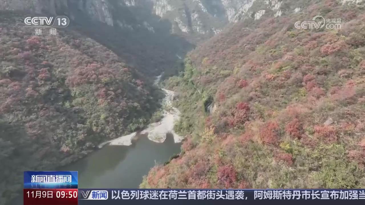 【央視關注河南】太行山南部神農山 紅葉觀賞正當時