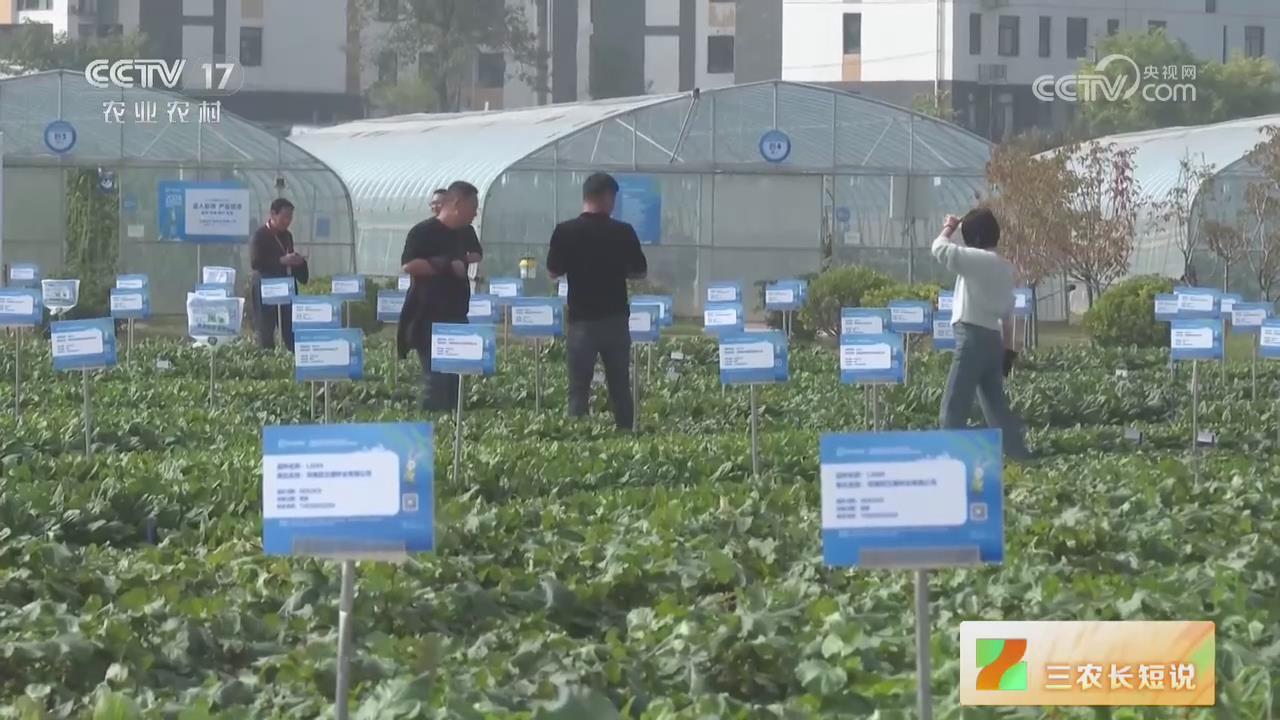 【央視關注河南鄭州】六千多個蔬菜品種“大比武”