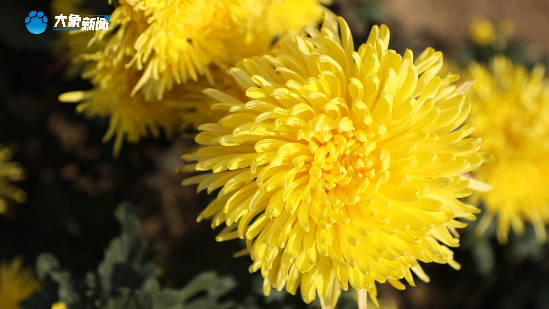 河南社旗：金丝皇菊绘就“金”画卷