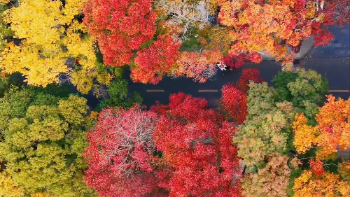 初冬的河南高校美如一幅幅油画