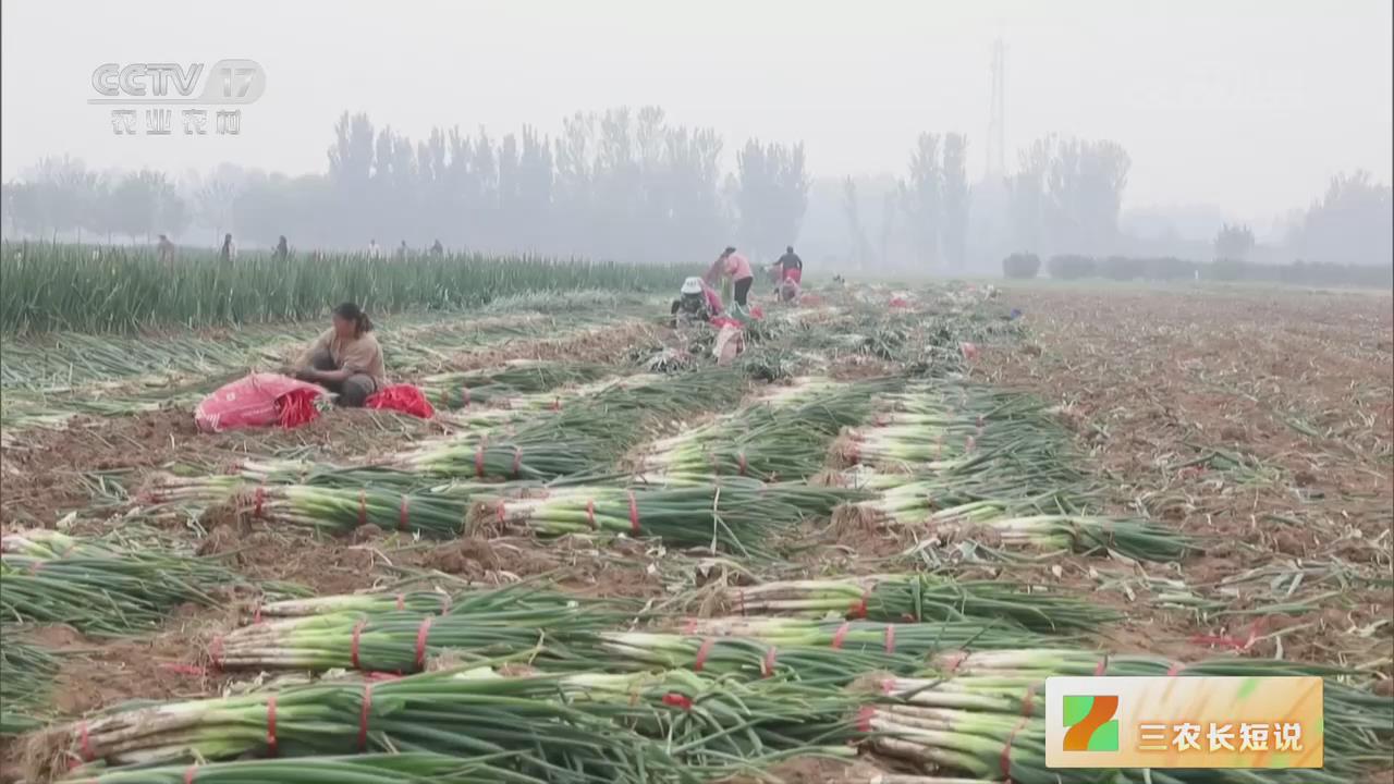 【央視關注河南安陽】收獲長白大蔥 畝產12000多斤