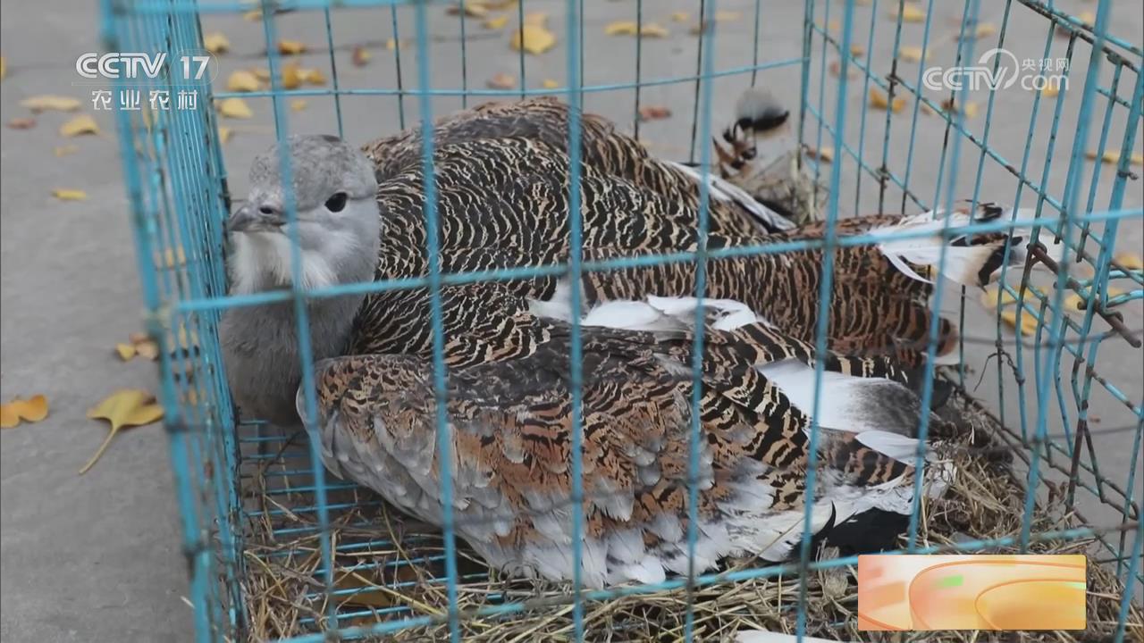 【央視關注河南湯陰】大鴇腿部受傷無法飛行被救助