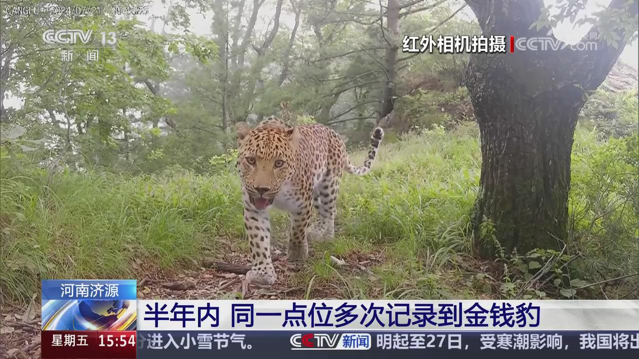 【央視關注河南濟源】半年內 同一點位多次記錄到金錢豹