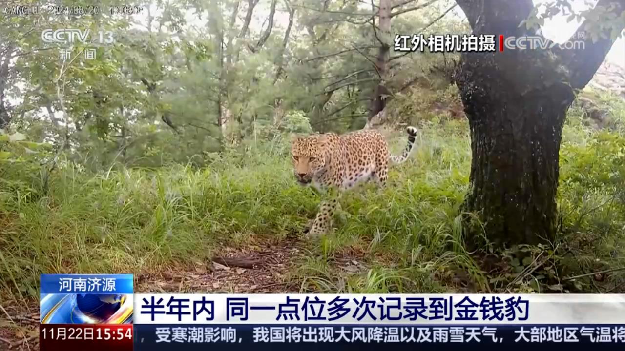 央媒看河南丨关注河南野生动物监测等内容