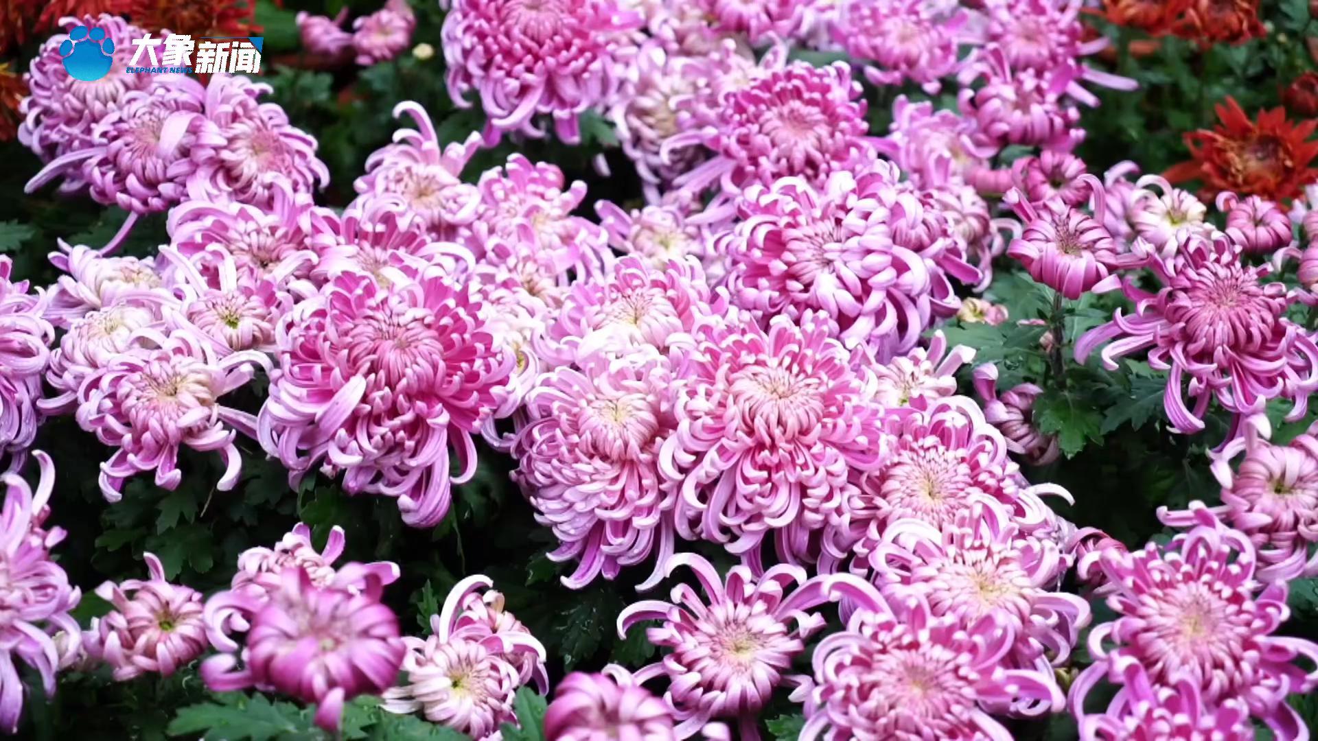 河南淮阳：菊花绽放醉游人