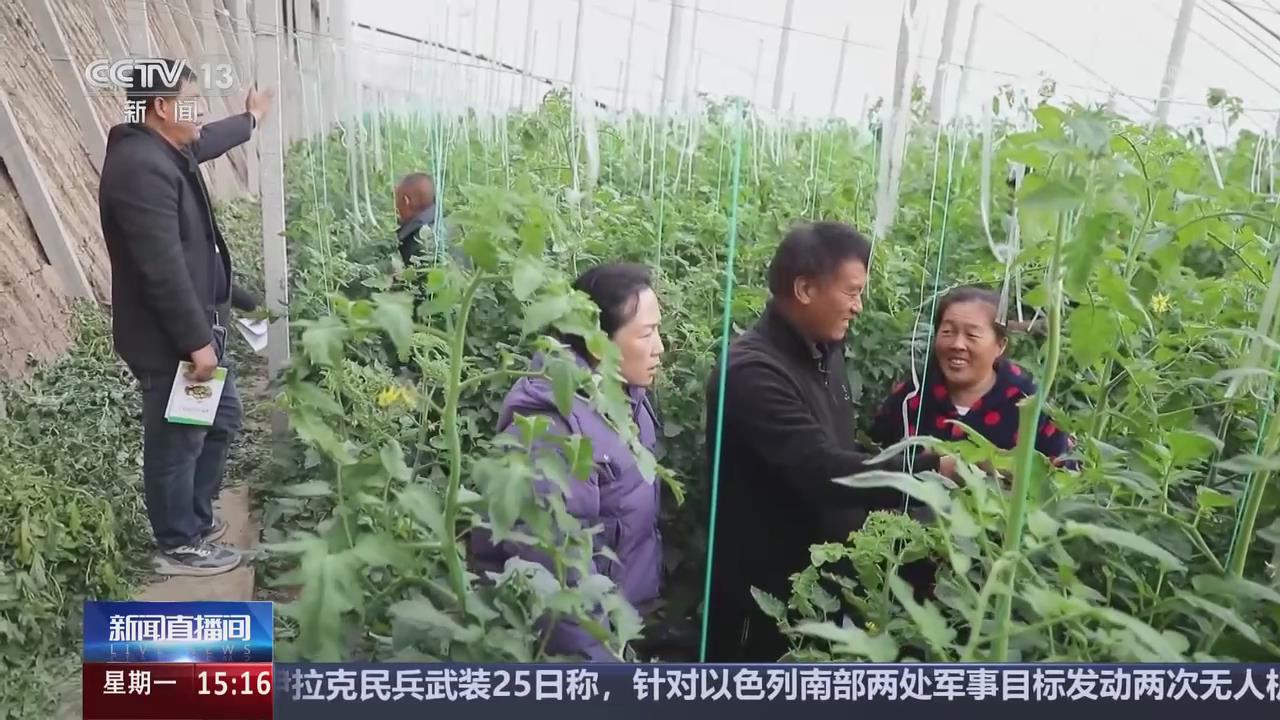 【央視關注河南淮濱】寒潮來襲 農技專家田間“會診開方”