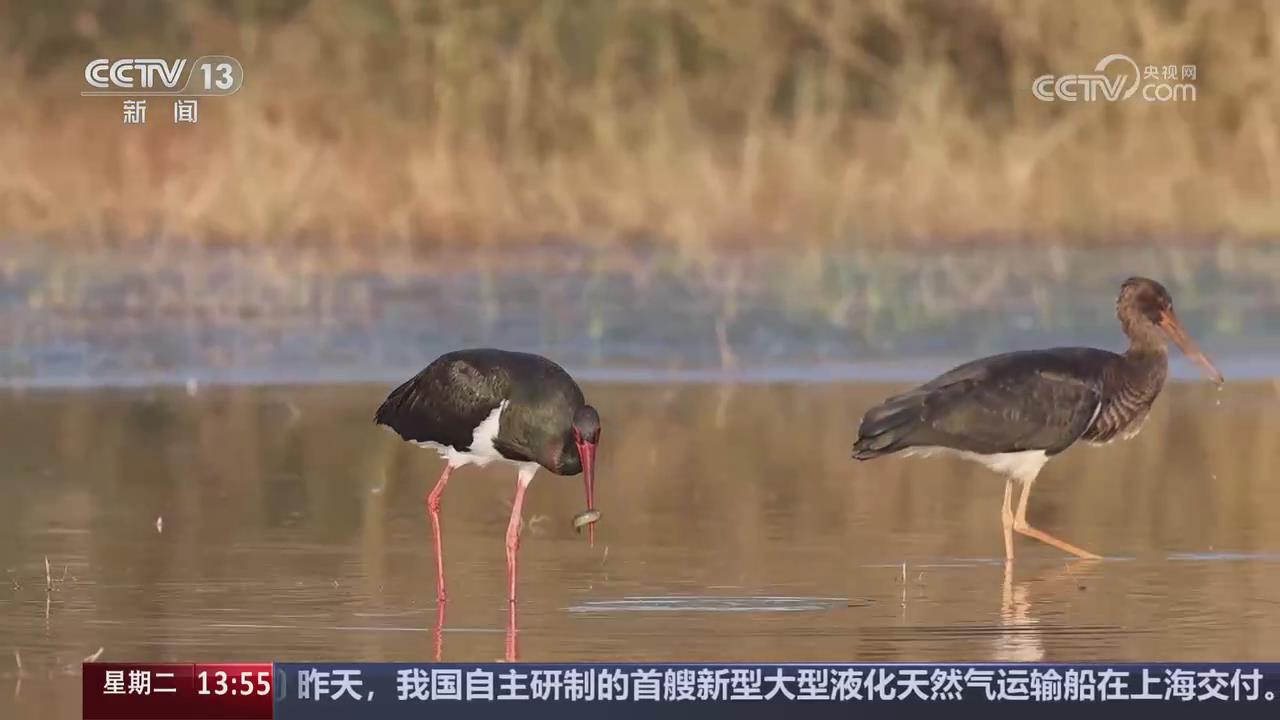 【央視關注河南洛陽】36只黑鸛現(xiàn)身黃河濕地