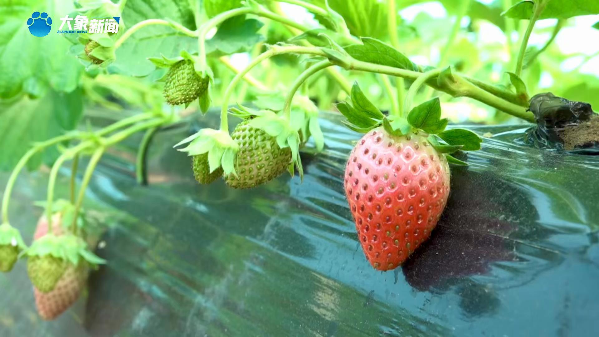 河南太康：草莓抢“鲜”亮相 开启冬日“莓”好时光