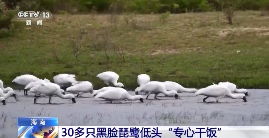 30多只一级保护动物黑脸琵鹭“干饭”头都不抬【热点新闻】风尚中国网