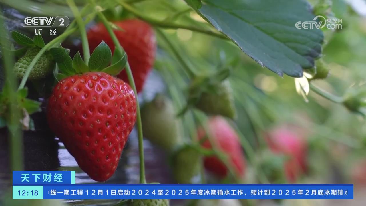 【央視關(guān)注河南鄭州】頭茬草莓搶“鮮”上市