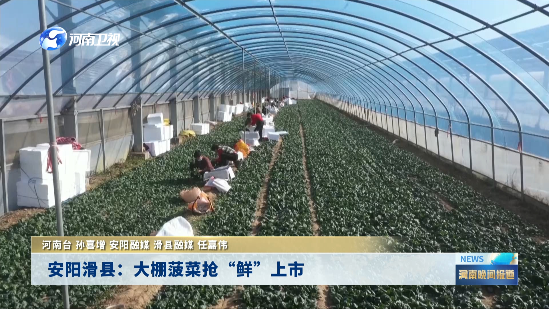 安阳滑县：大棚菠菜  抢“鲜”上市