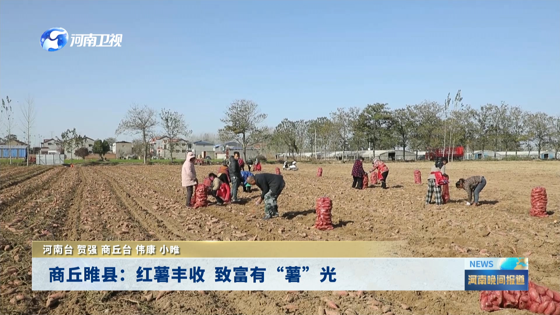 商丘睢县：红薯丰收  致富有“薯”光