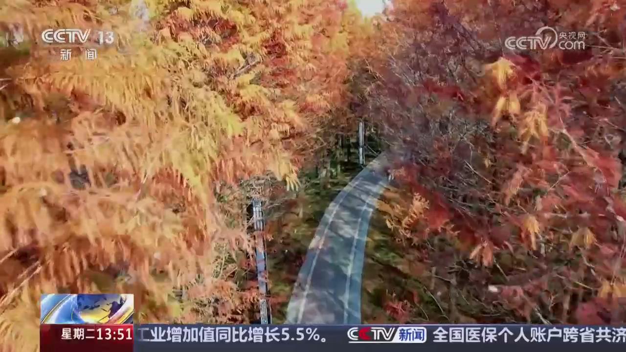 【央視關(guān)注河南淮濱】5000多畝落羽杉進入觀賞期