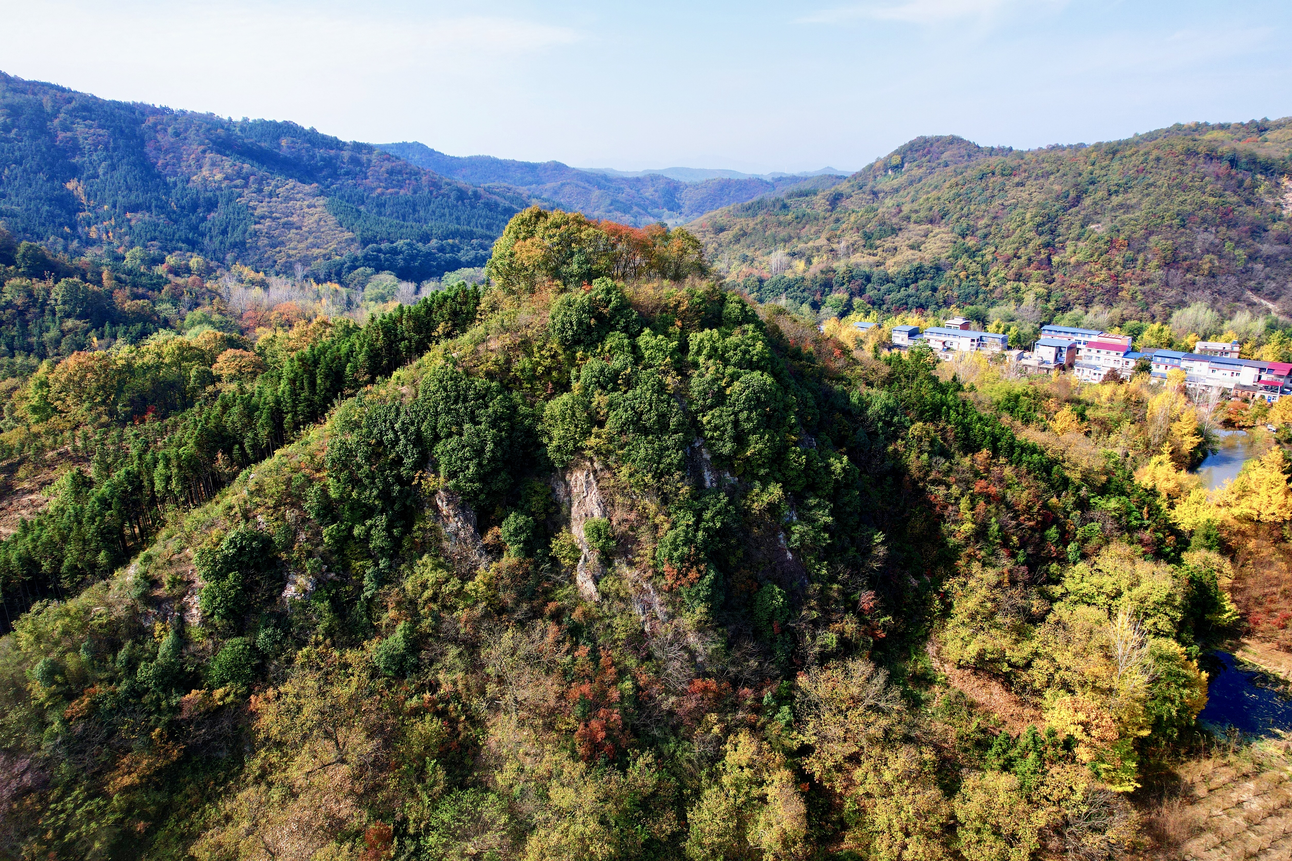 新县：银杏披“金甲” 相约在初冬