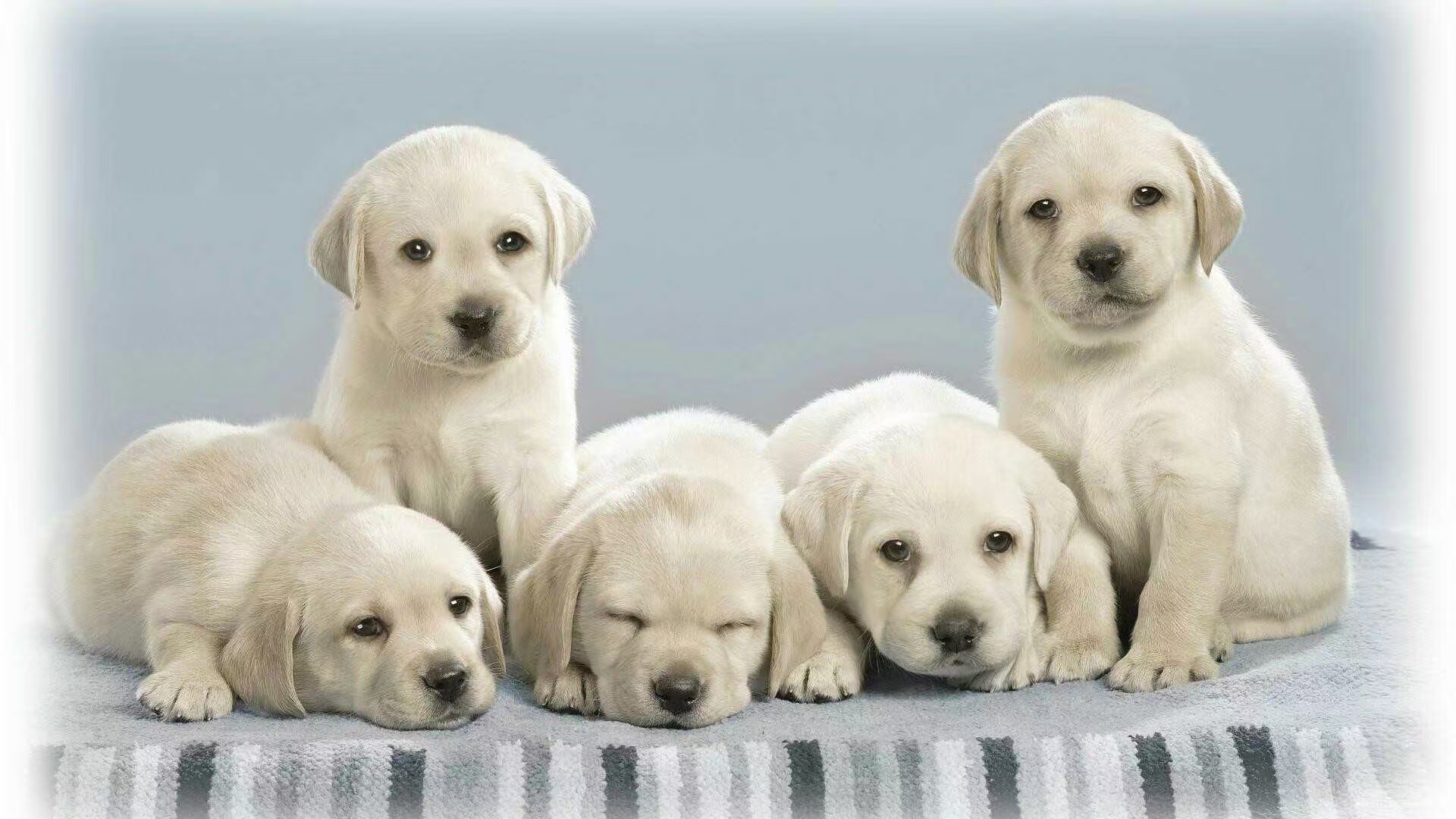 郑州市发布最新犬只检疫流程和要求