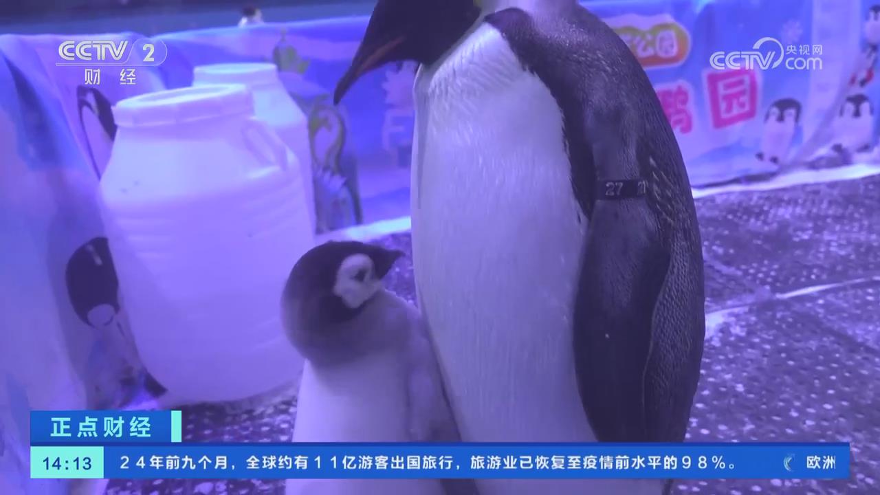 【央視關(guān)注鄭州】河南首只人工繁育帝企鵝健康成長