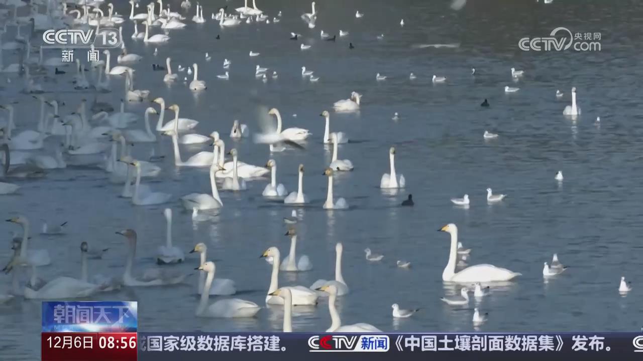 【央視關(guān)注河南三門峽】白天鵝旅游季火爆 迎來客流小高峰