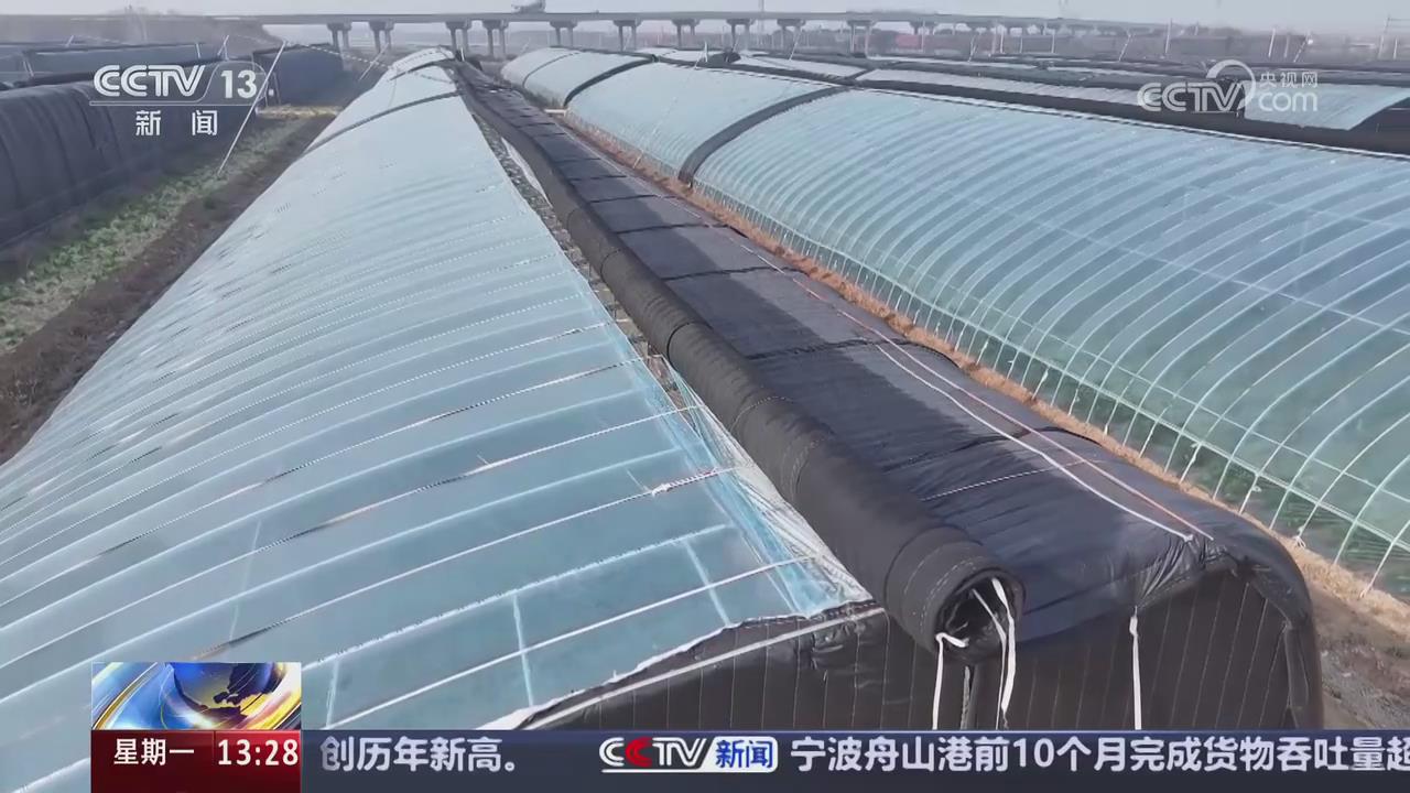 【央視關(guān)注河南新鄉(xiāng)】低溫天氣做好防凍 保障蔬菜生產(chǎn)供應(yīng)
