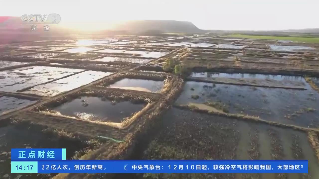 【央視關(guān)注河南靈寶】蓮藕迎豐收 藕農(nóng)采挖忙