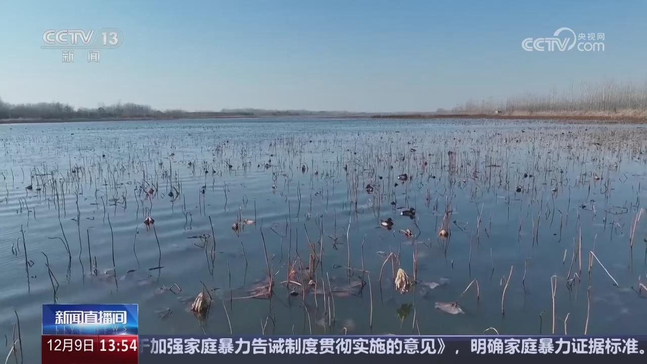 【央視關(guān)注河南商丘】大批候鳥飛抵黃河故道濕地