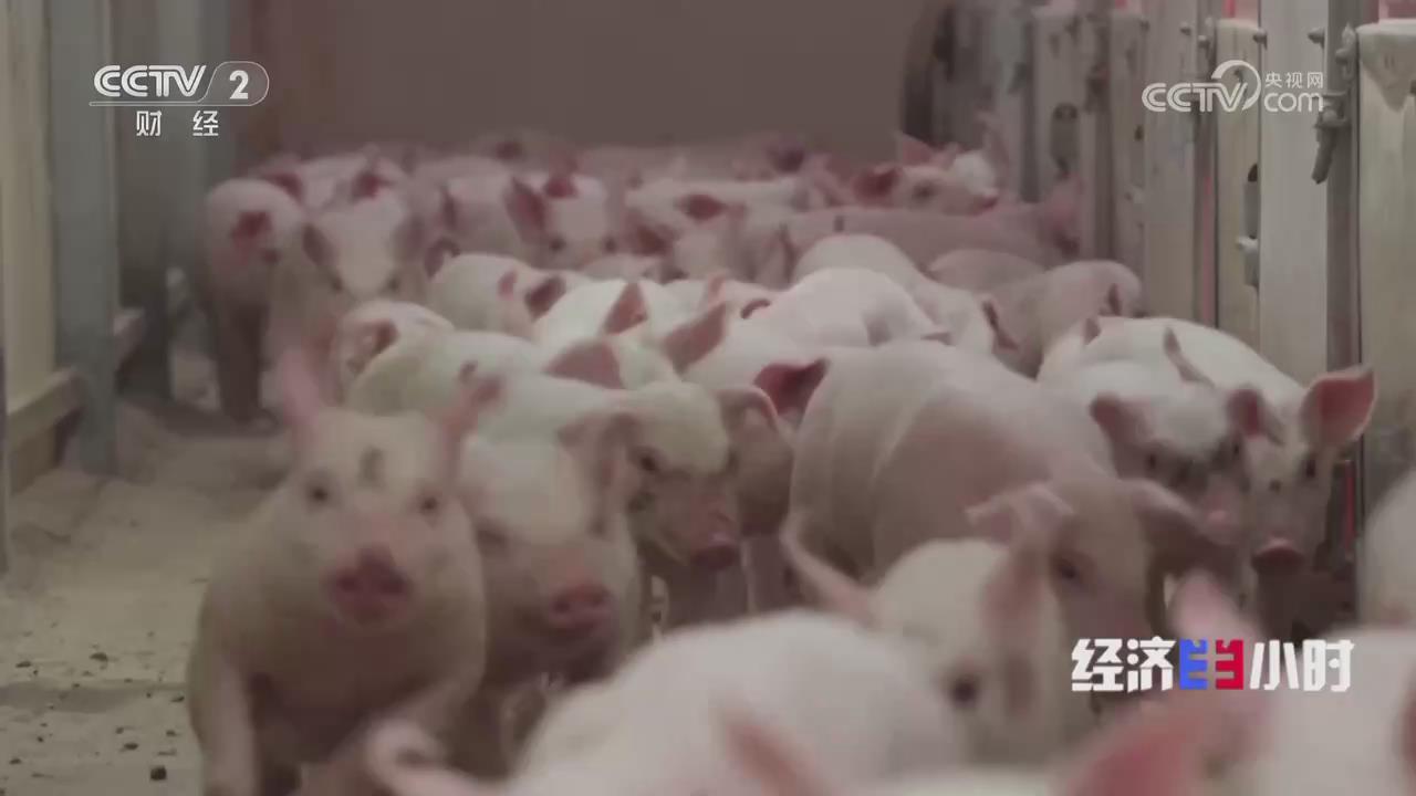 【央视经济半小时关注河南内乡】“慧”耕沃野新希望：养殖业的智慧变革