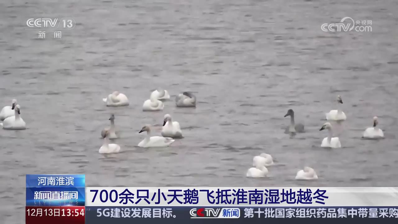 【央視關(guān)注河南淮濱】700余只小天鵝飛抵淮南濕地越冬