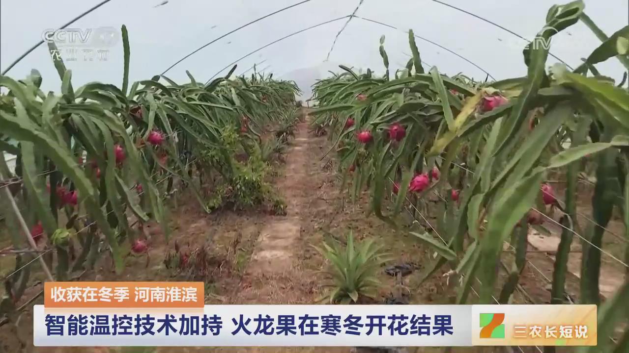 【央視關注河南淮濱】智能溫控技術加持 火龍果在寒冬開花結果