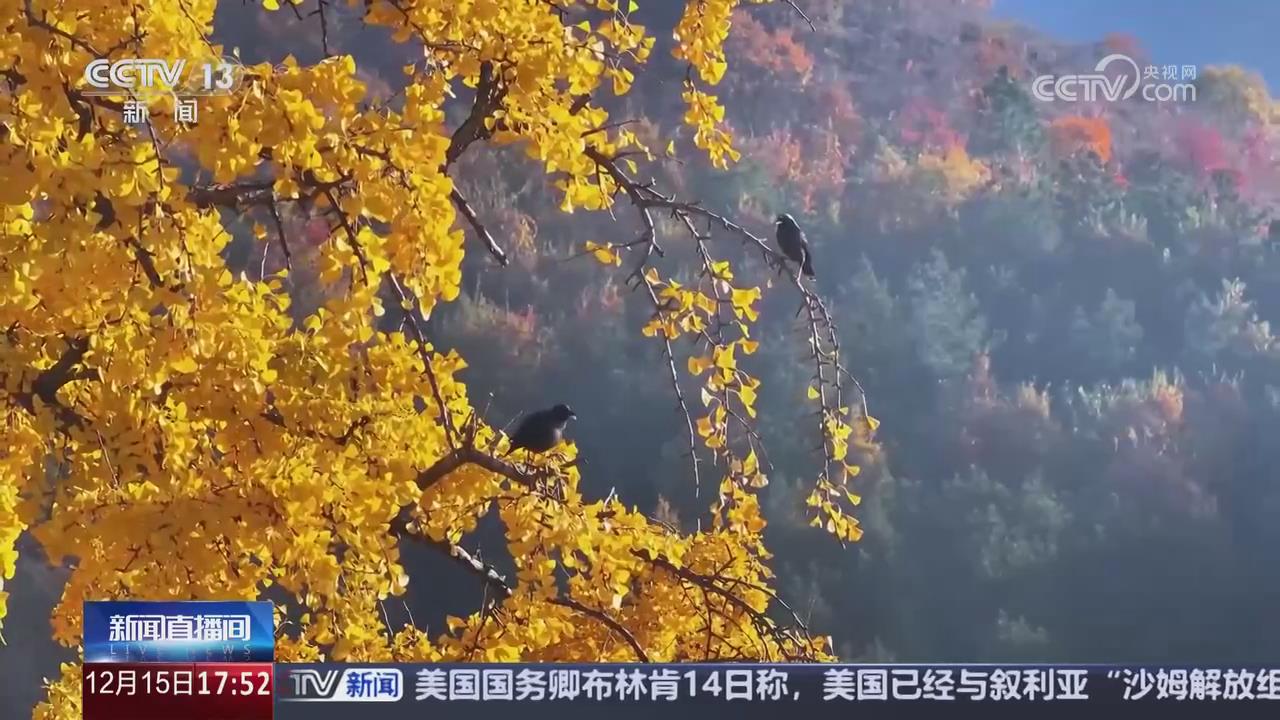 【央視關注河南南陽】千年銀杏披金 扮靚冬日