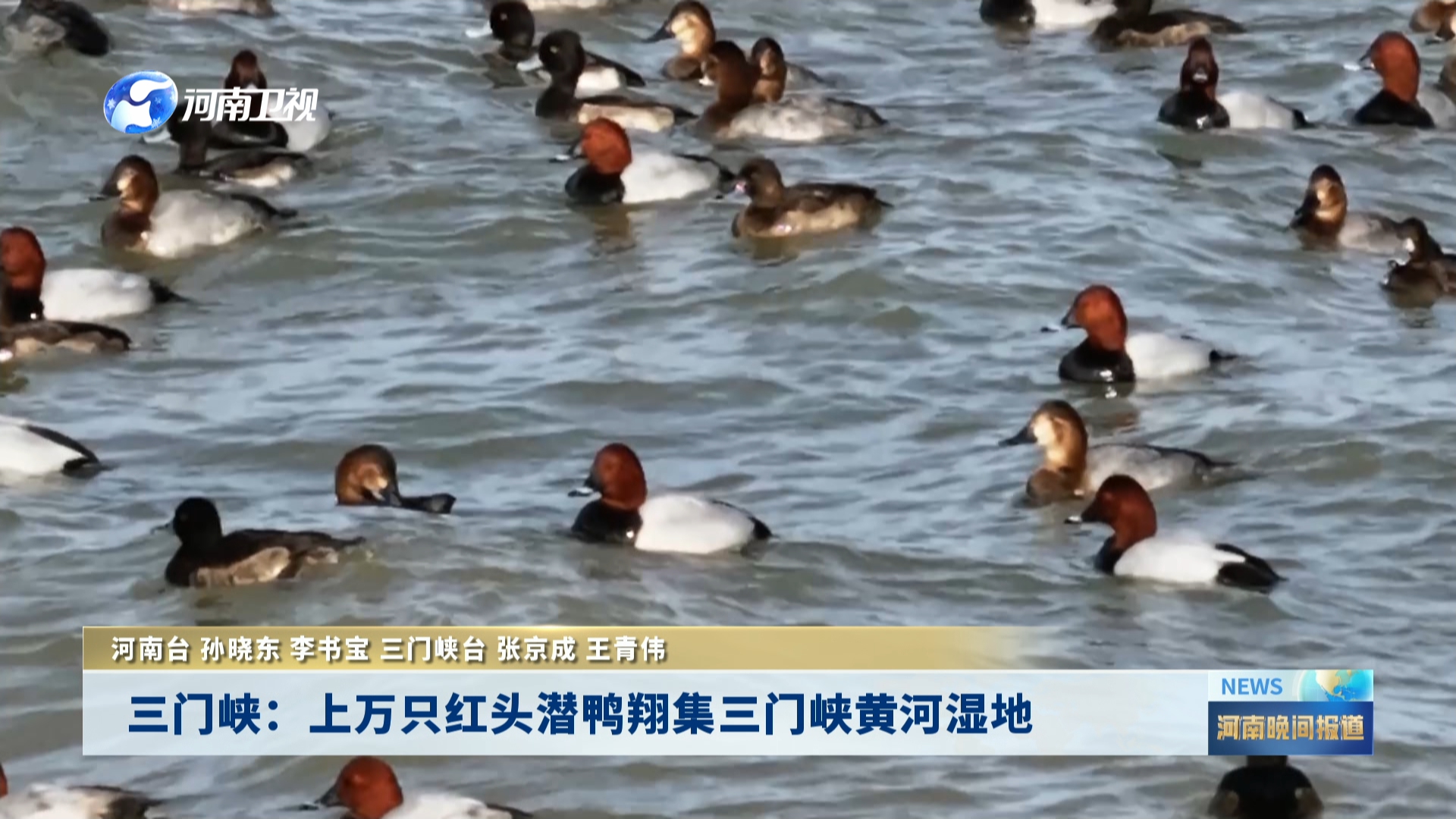 三门峡：上万只红头潜鸭翔集三门峡黄河湿地