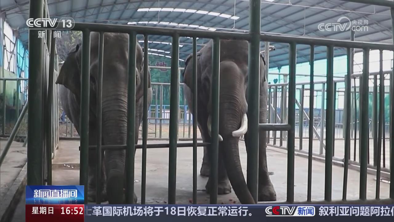 【央視關注河南焦作】動物園“花式取暖” 動物們溫暖過冬