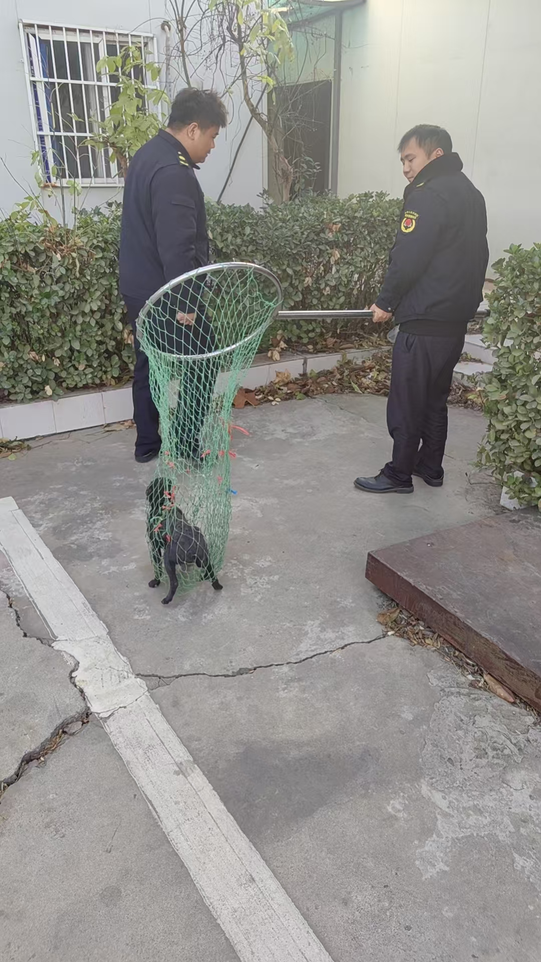 郑州高新区枫杨办事处：开展流浪犬只管理行动 营造和谐安全环境