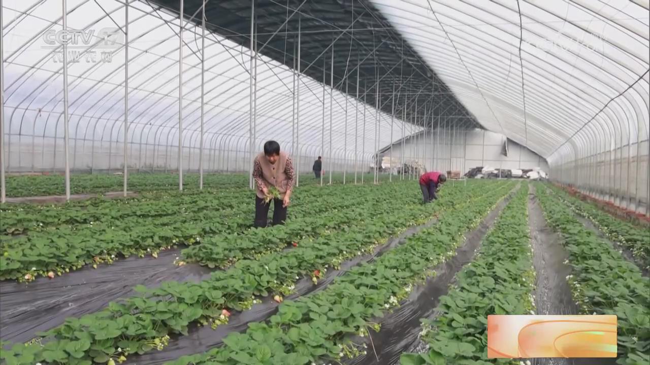 【央視關注河南項城】草莓陸續成熟 控溫控濕技術保證品質