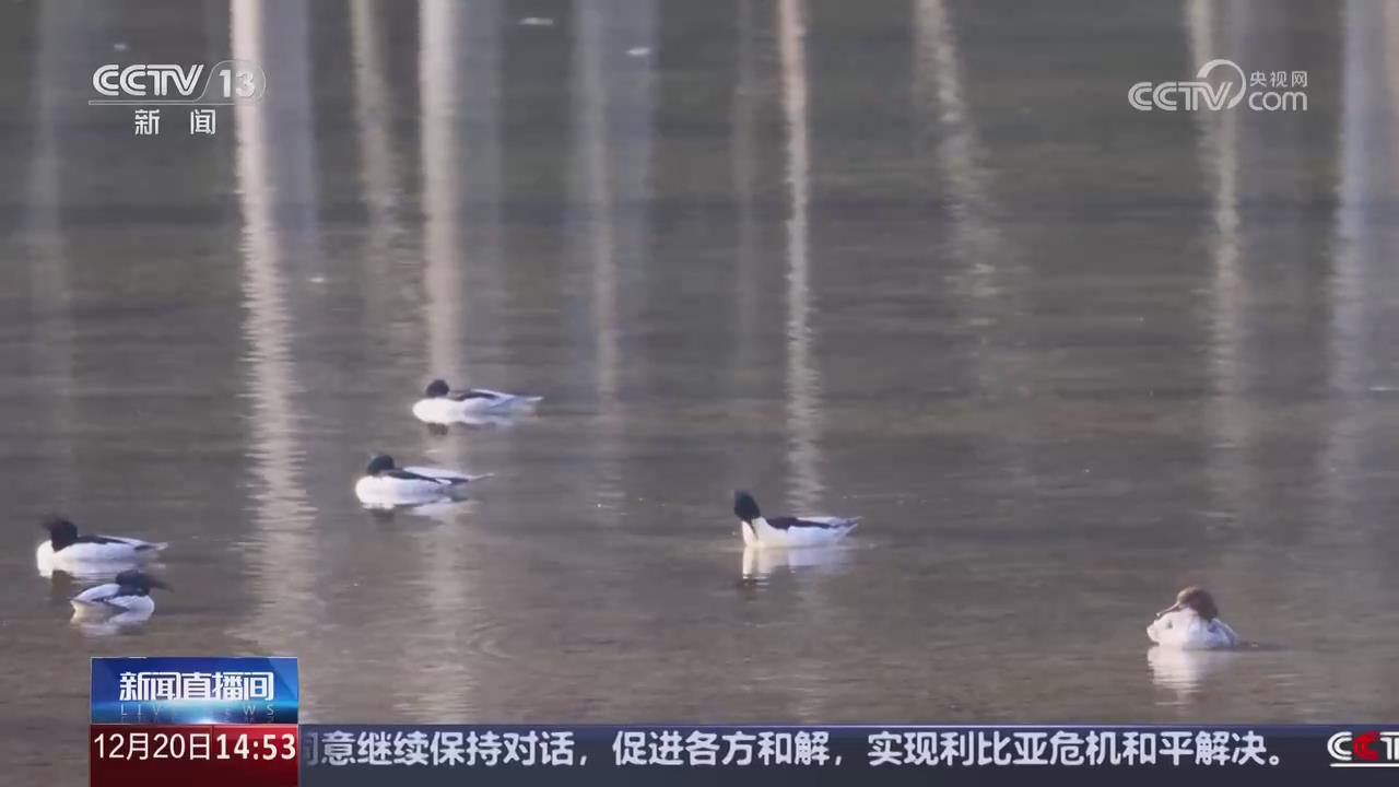 【央視關(guān)注河南內(nèi)鄉(xiāng)】20多只中華秋沙鴨飛抵湍河濕地越冬