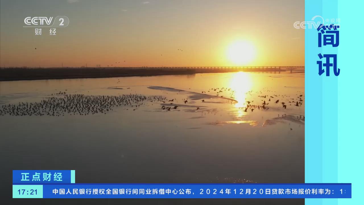 【央視關(guān)注河南原陽】候鳥翱翔濕地 盡顯黃河生態(tài)之美