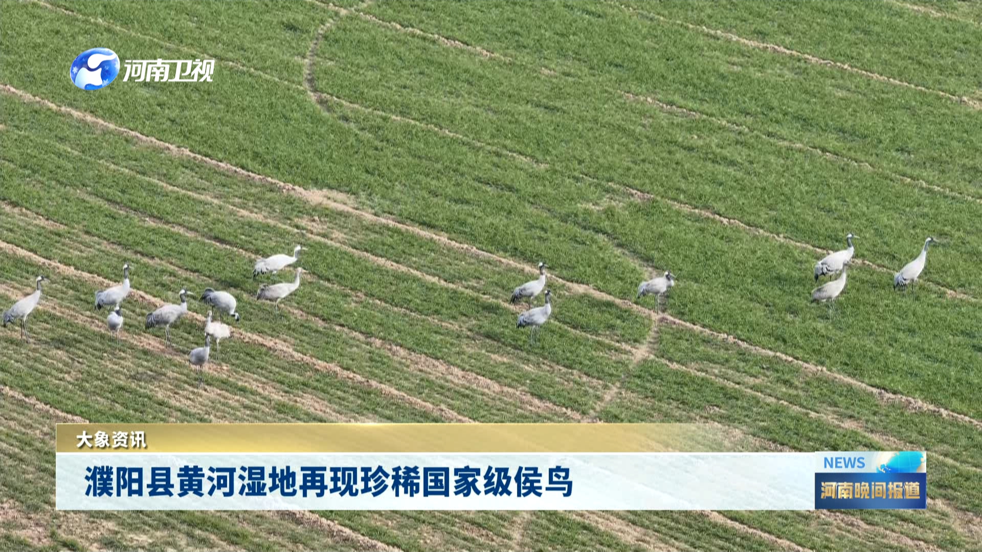 濮阳县黄河湿地再现珍稀国家级侯鸟