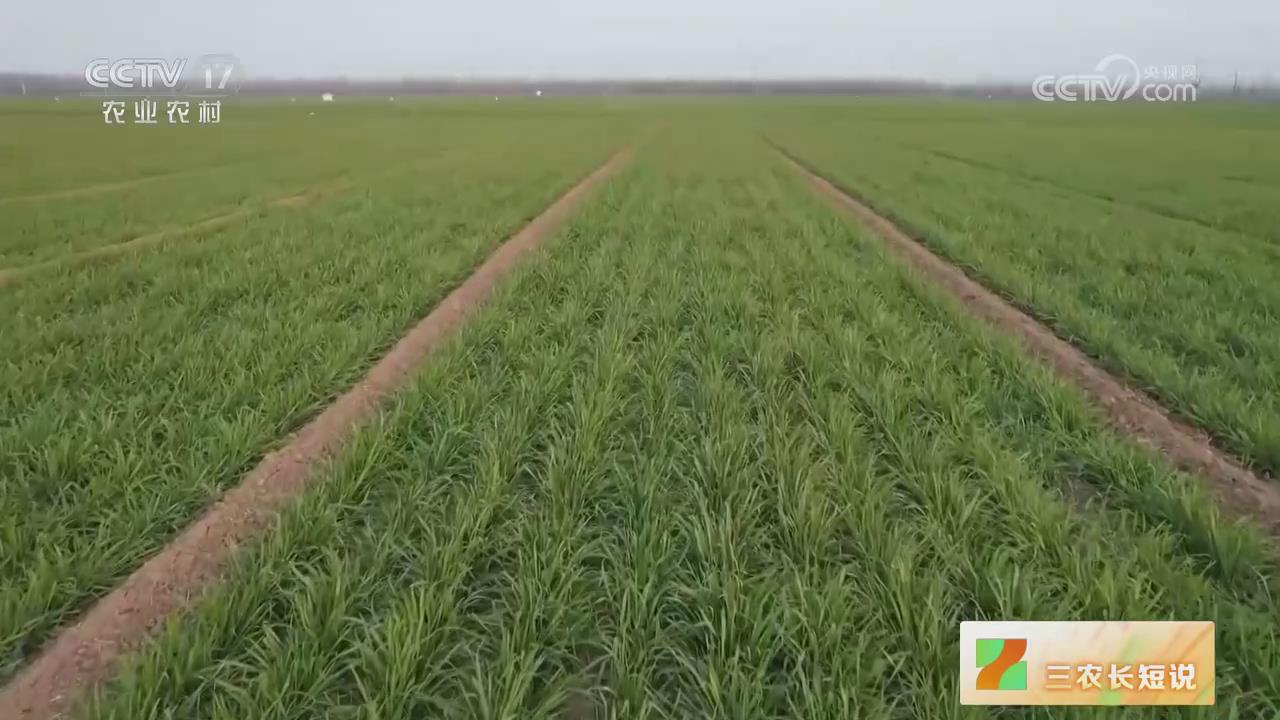 【央视关注河南鹤壁】小麦分类管理控旺促壮