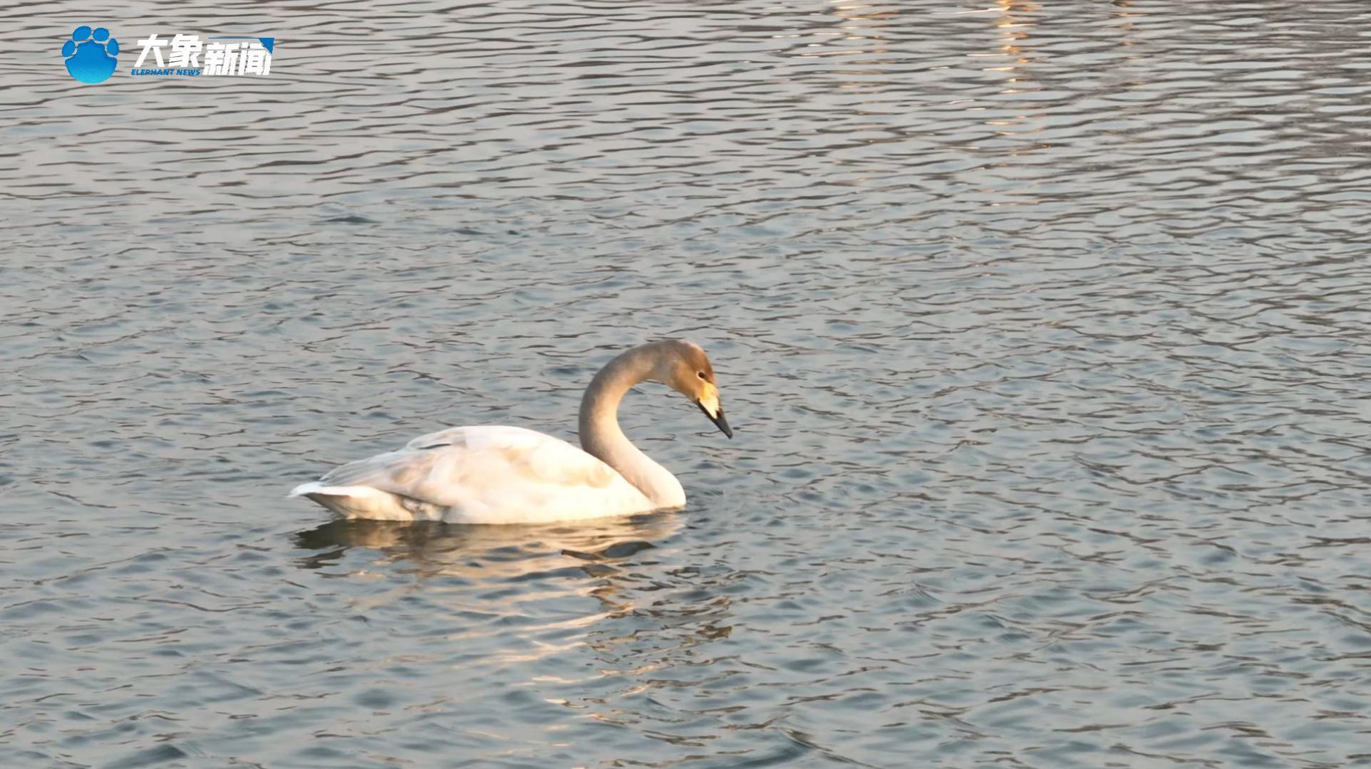 河南灵宝：黄河之畔候鸟翔集