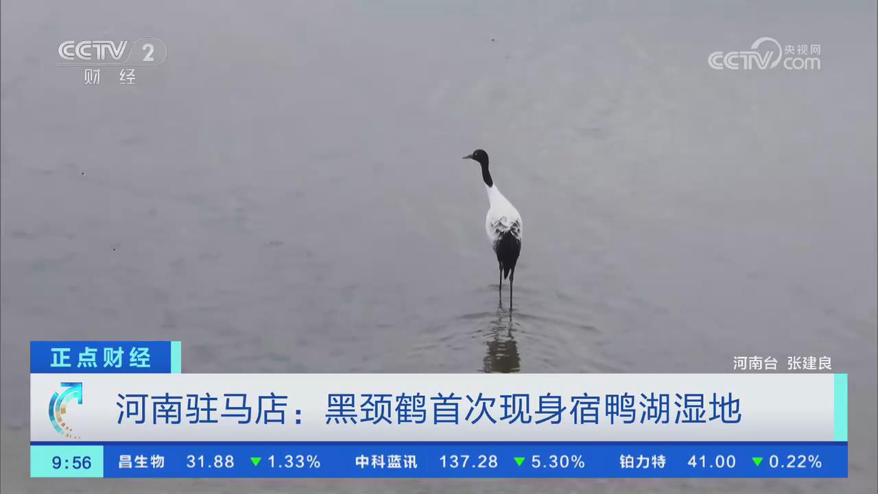 【央視關(guān)注河南駐馬店】黑頸鶴首次現(xiàn)身宿鴨湖濕地
