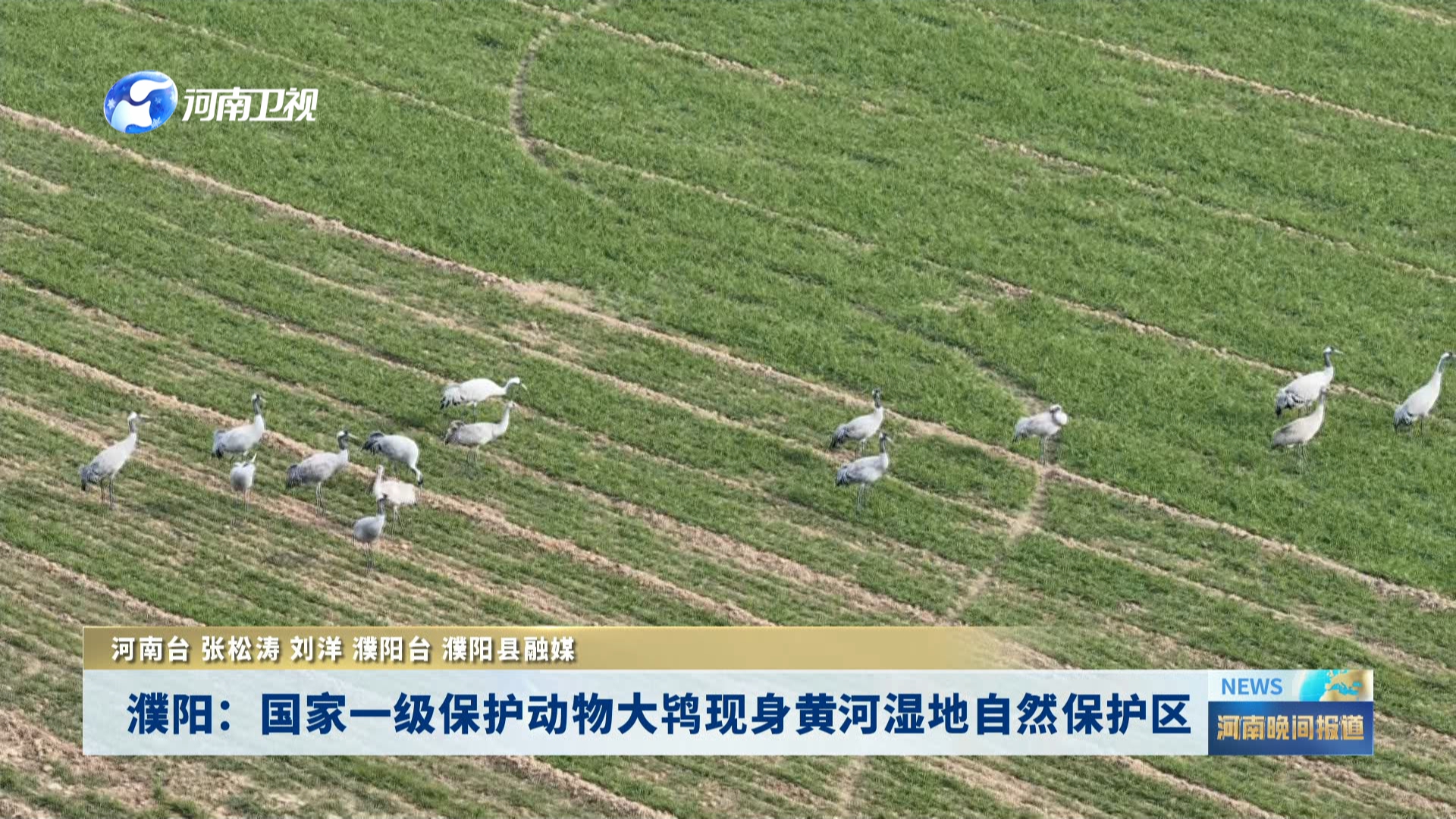 濮阳：国家一级保护动物大鸨现身黄河湿地自然保护区
